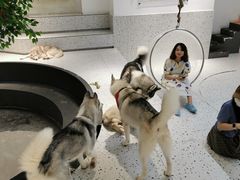 -Husky Go!哈士奇体验馆·宠物咖啡厅狗咖