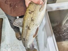 -老字号怡玺·藿香雅鱼(20年雅安店)