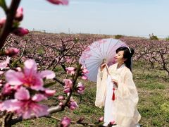 -樂桃源奉贤黄桃种植采摘基地