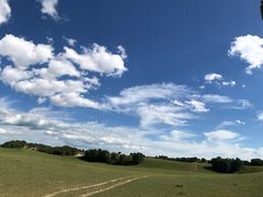 -乌兰布统景区-白桦林