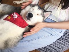 -Husky Go! 哈士奇体验馆·宠物咖啡厅狗咖