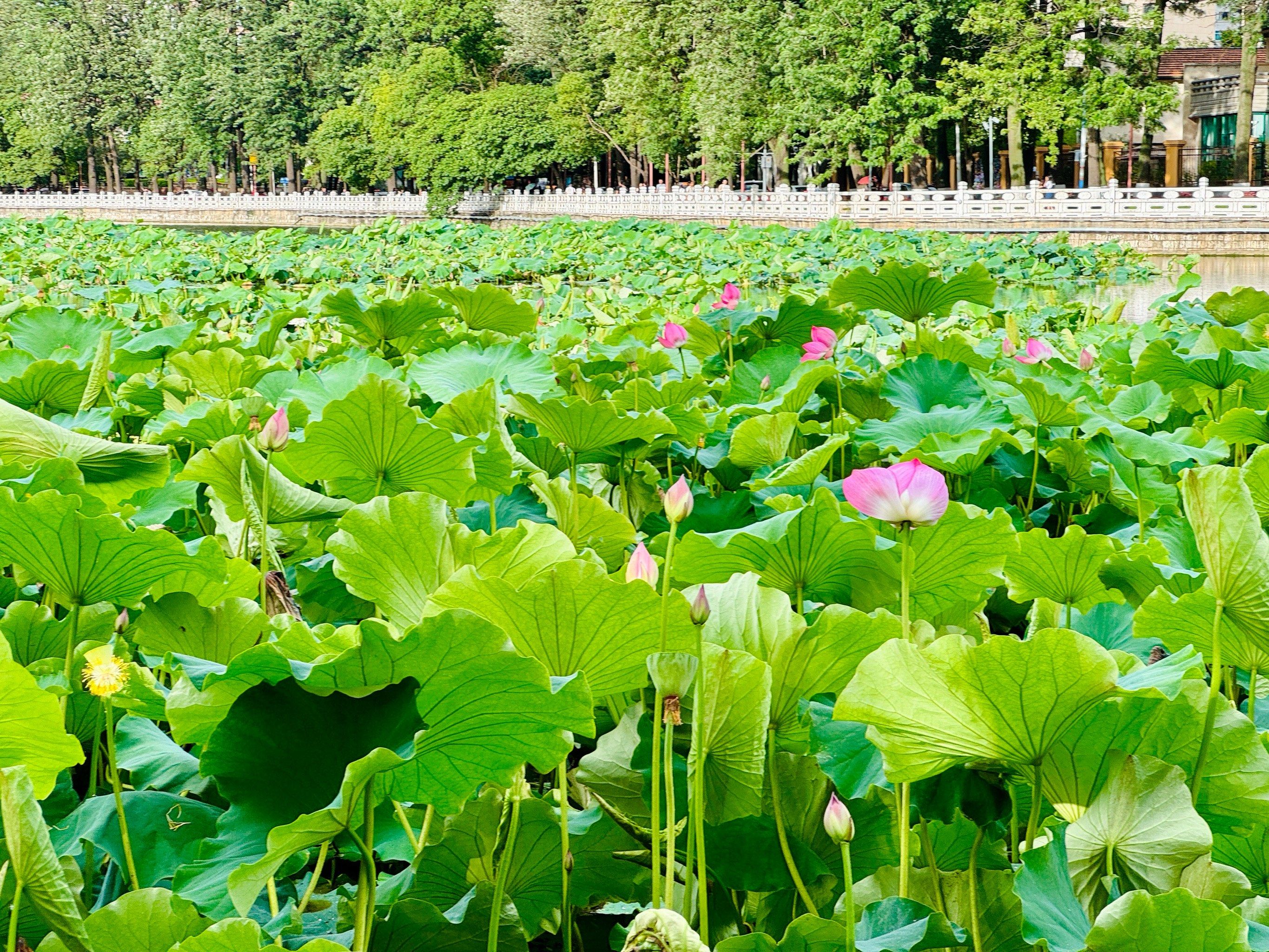 公园美景巡礼98翠湖的荷花带来夏日清凉