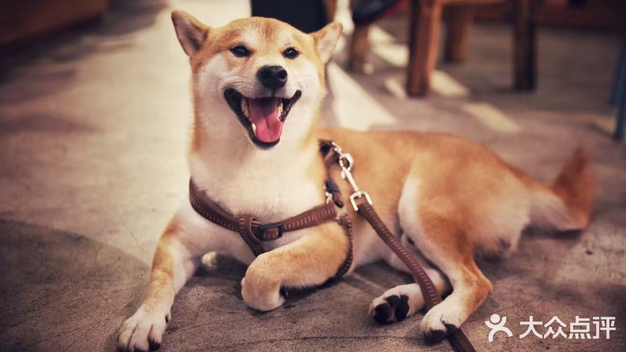 买书送了果壳网的狗年红包太可爱了