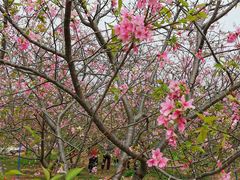 -天适樱花悠乐园