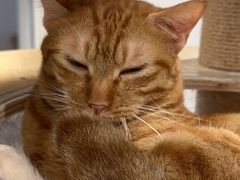 -楼上猫咖(罗湖店)
