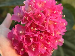 -中国科学院华南植物园