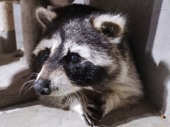 -浣熊柯尔鸭土拨鼠·电玩咖