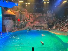 -芜湖新华联大白鲸海洋公园