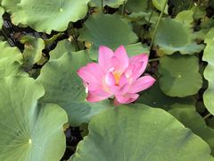 -莲花池公园