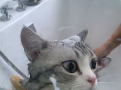 -爱洗澡的猫(望京店)