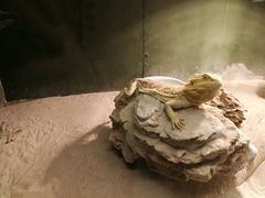 -上海大自然野生昆虫馆(东方明珠·爬宠昆虫探索中心)