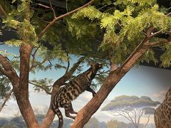 -陕西自然博物馆