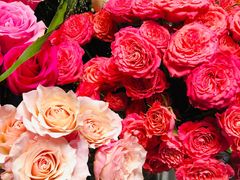 -植物学家的女儿(北马道巷店)