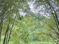 -红山村
