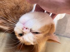 -飞行喵MR PILOT|猫舍·猫咖(静安大融城店)