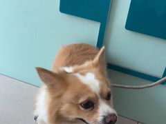 -佳雯宠物医院·皮肤科·内外科(春晓路分院)