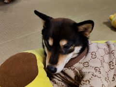 -逗柴咖啡屋·狗咖猫咖宠物桌游
