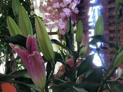 -杯子红牛排(西樵店)