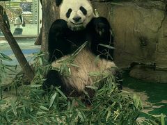 -成都动物园