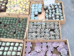 -龙大花卉苗木市场