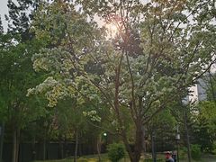 -莲花池公园