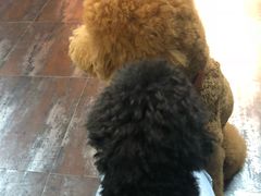 -派多格宠物·购宠(靛厂路店)