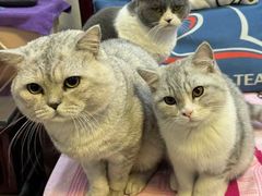 -艾贝尔宠物医院 ·内科全科(梁溪路店)