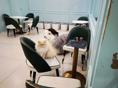 -安格丽娜·狗咖·猫咖羊驼咖(春熙路百盛商场店)