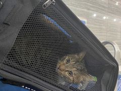 -瑞派名望志远动物医院·猫科·內科·异宠专科(直港大道店)