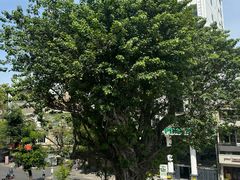 -胡志明市美术馆