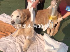 -北京观赏动物医院·24小时大型综合·猫专科·异宠专科