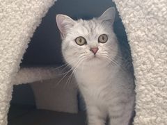 -伟伟宠物医院·CT影像中心·瑞派犬猫综合性门诊(汉口总院)