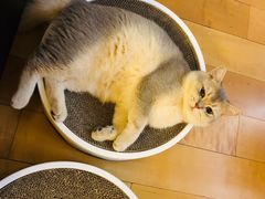 -东方名猫馆·英短金渐层布偶猫舍(环线广场1号楼店)