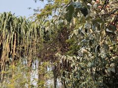 -瑞丽独树成林风景区