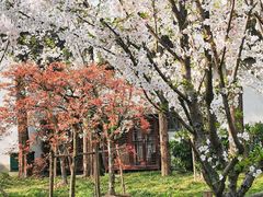 -枫桥景区