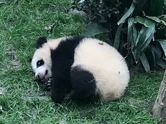 -蜀串香牛杂火锅串串
