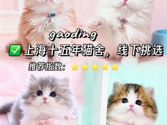 -麒麟缅因猫舍·十五年缅因猫选购中心