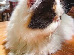 -猫小院猫主题餐厅(三里屯店)