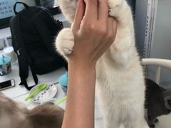 -喵的天空名猫咖啡馆·撸猫·猫舍·用品