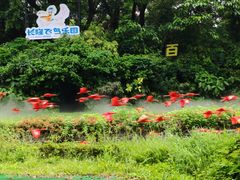 -广州长隆飞鸟乐园