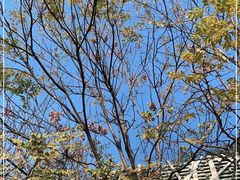-参差咖啡(水果湖公园店)