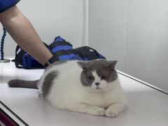 -美联众合动物医院·24h转诊中心