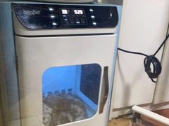 -糯米喵星人总部直营旗舰店·猫舍·幼猫出售