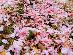 -苏州河梦清园环保主题公园