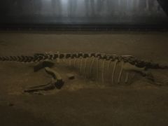 -世界恐龙谷景区