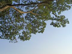 -番禺大夫山森林公园