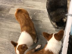 -浣熊柯尔鸭土拨鼠·电玩咖