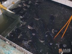 他家的鱼池-旭龙鱼头王(航华店)