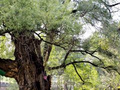 -承德避暑山庄景区