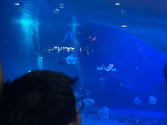 -烟台海昌鲸鲨海洋公园